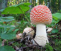pilz_4 pilz_4