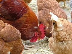 huhn_2 huhn_2